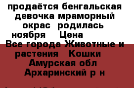 продаётся бенгальская девочка(мраморный окрас).родилась 5ноября, › Цена ­ 8 000 - Все города Животные и растения » Кошки   . Амурская обл.,Архаринский р-н